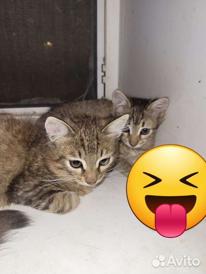 Котята Полосатик и. брат и сестричка. В добрые