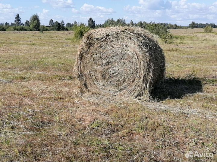 Продам сено в рулонах