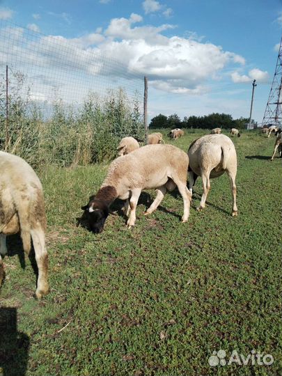 Овцы бараны ягнята дорпер
