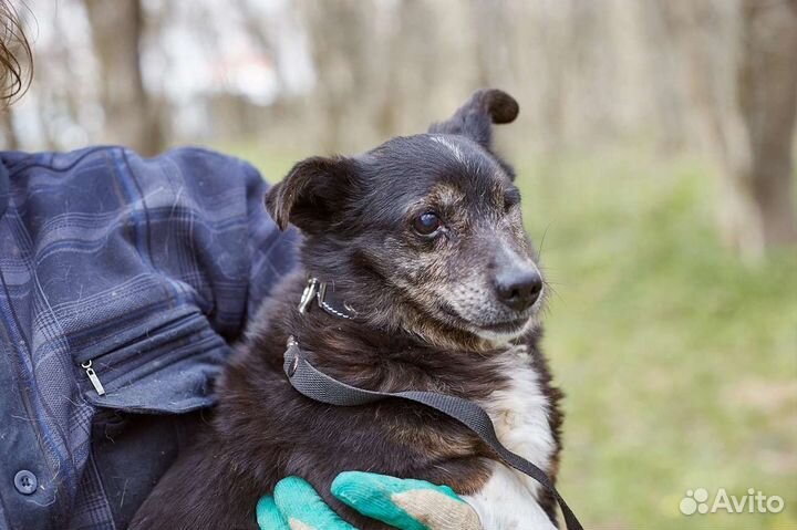 В добрые руки взрослый особенный пёс Барсук
