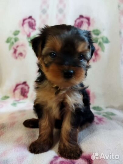 Йоркширский терьер