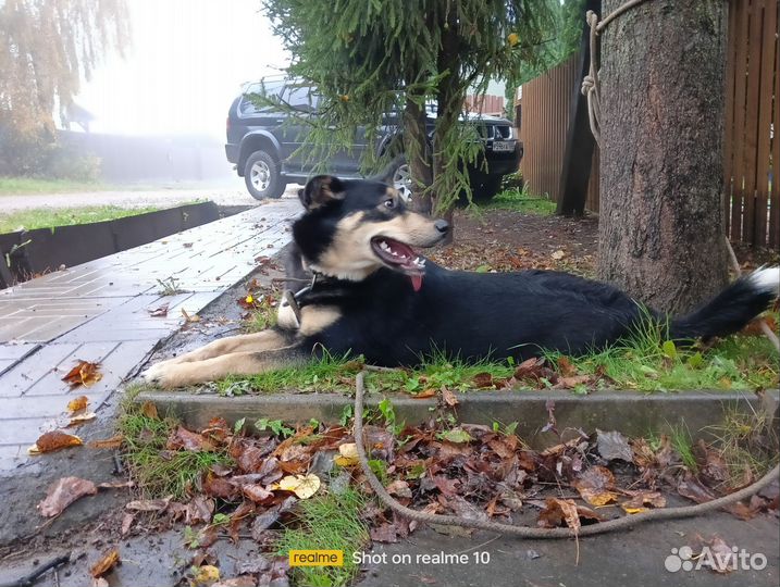 Собачка в добрые руки