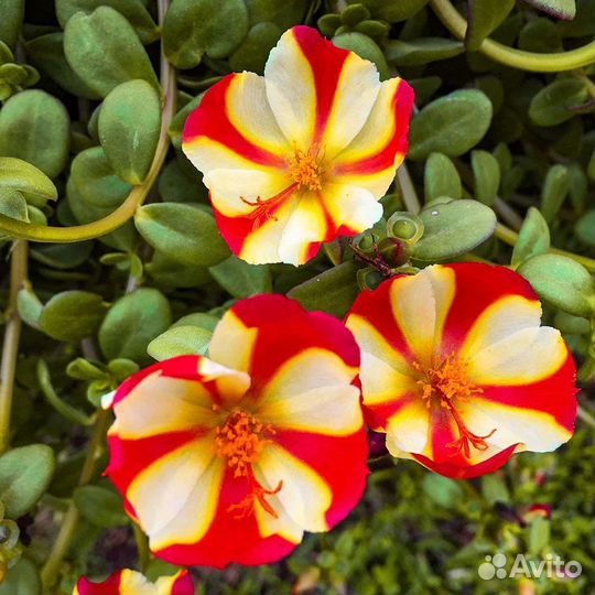 Портулак ампельный. Персиковая звезда