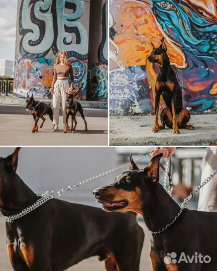 Фотограф / Фотограф анималист