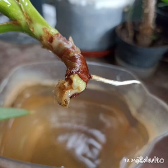 Комнатные цветы юкка