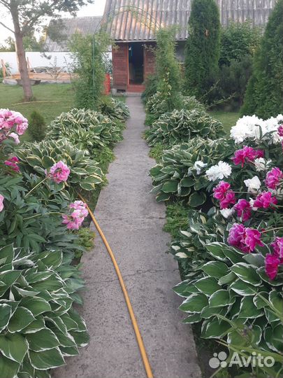 Хосты.Продам разные