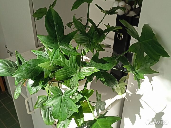 Филодендрон гитаровидный