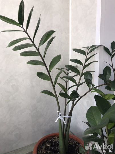 Долларовое дерево, замиокулькас