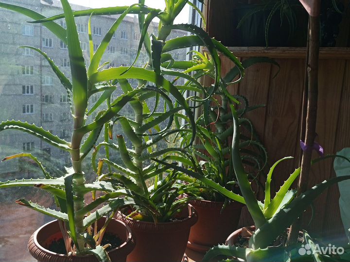 Алоэ столетник