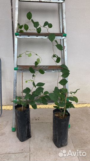 Лианы декоративные