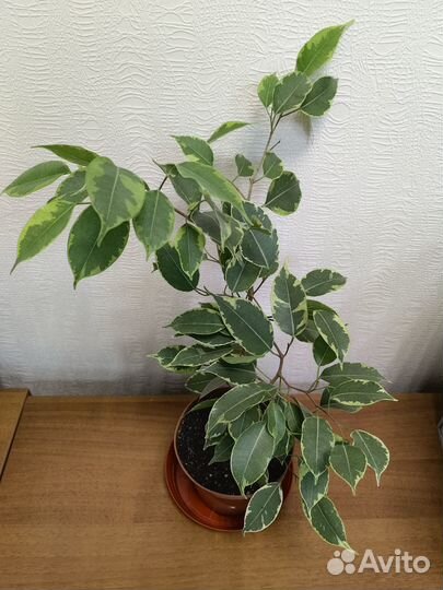 Фикус бенджамина Саманта