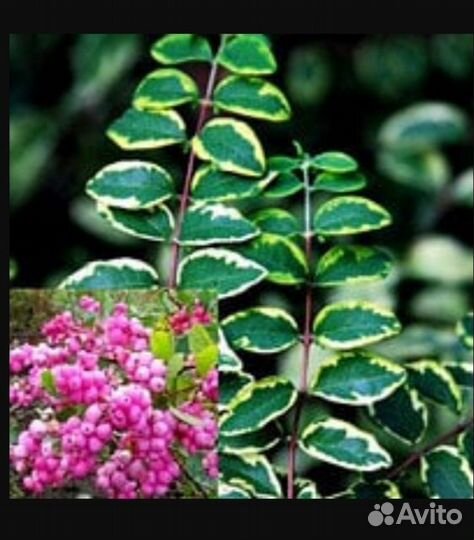 Буддлея вариегатная, снежноягодник вариегатный