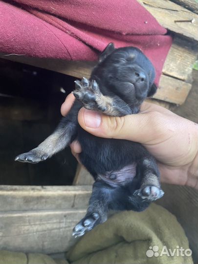 Щенки стороживой дворняги