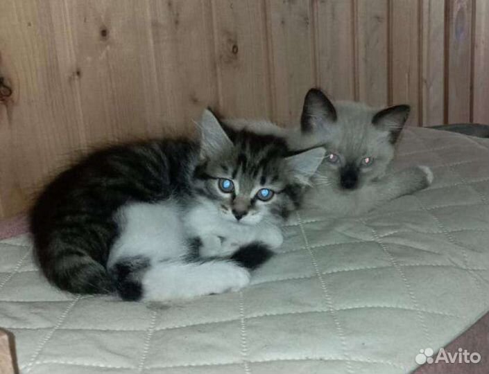 Котёнок