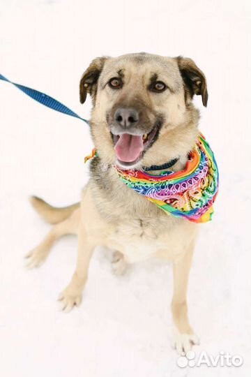 Собака в добрые руки отдам бесплатно