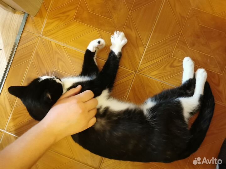 Котик Гуляш 1 год ищет дом