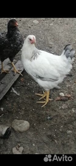 Молодые куры мясо яичных пород