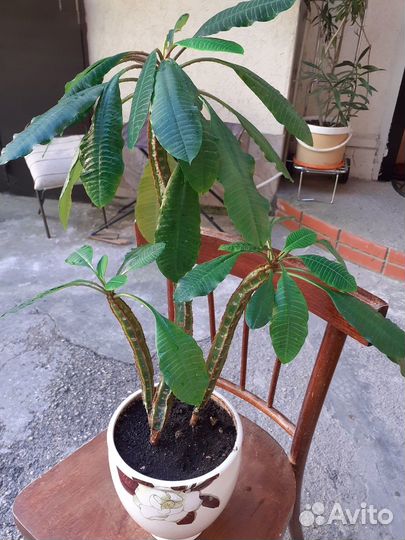 Комнатные цветы