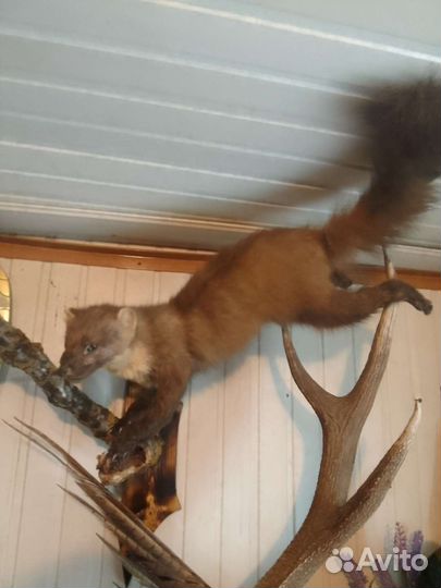 Чучела разные