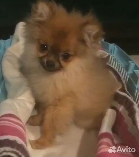 Девочка мини