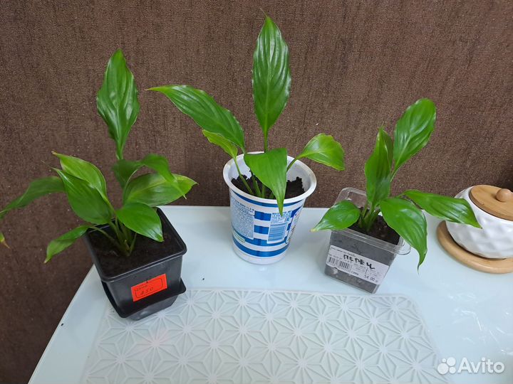 Комнатные растения