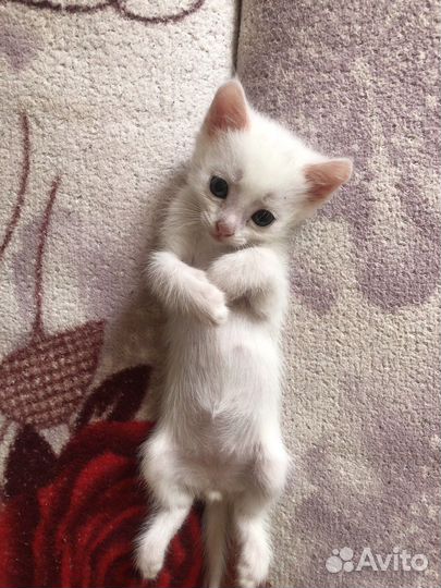 Котенок белый не альбинос