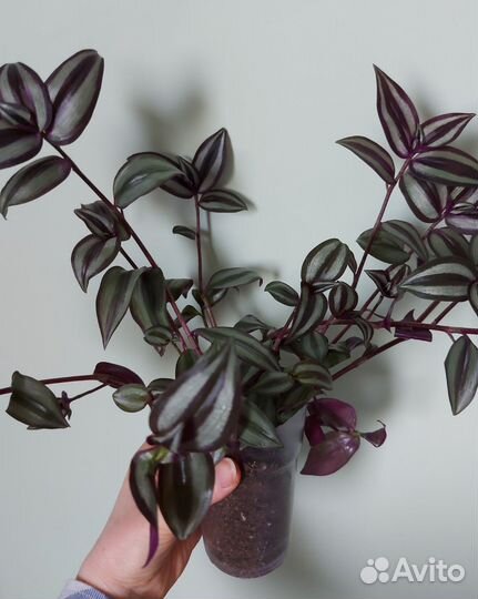 Традесканция зебрина