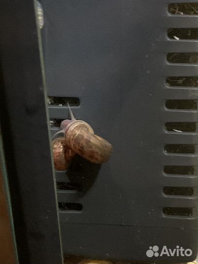 Тигровые улитки