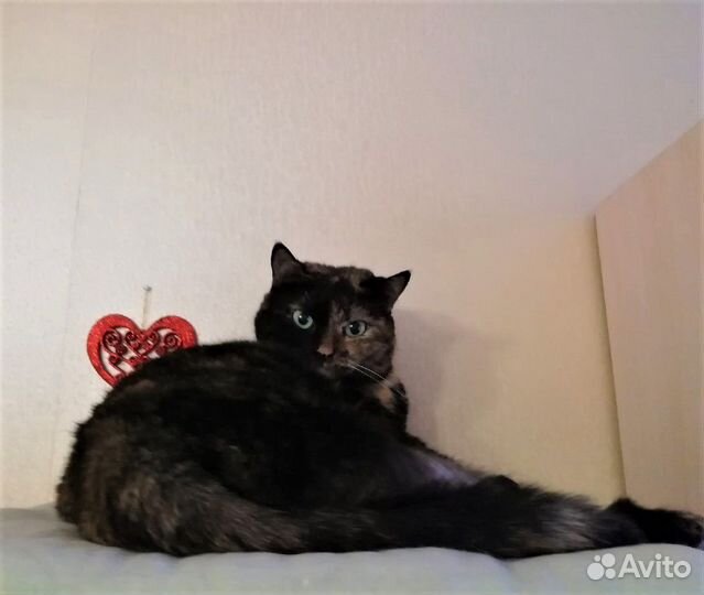 Петюня - красотюня