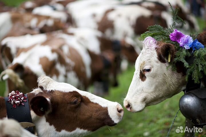 Дояр на ферму. Вахта с проживанием и питанием