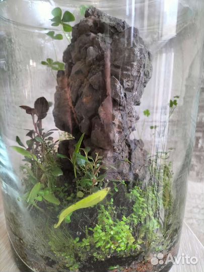 Флоррариум