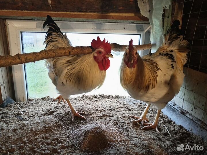 Куры петухи