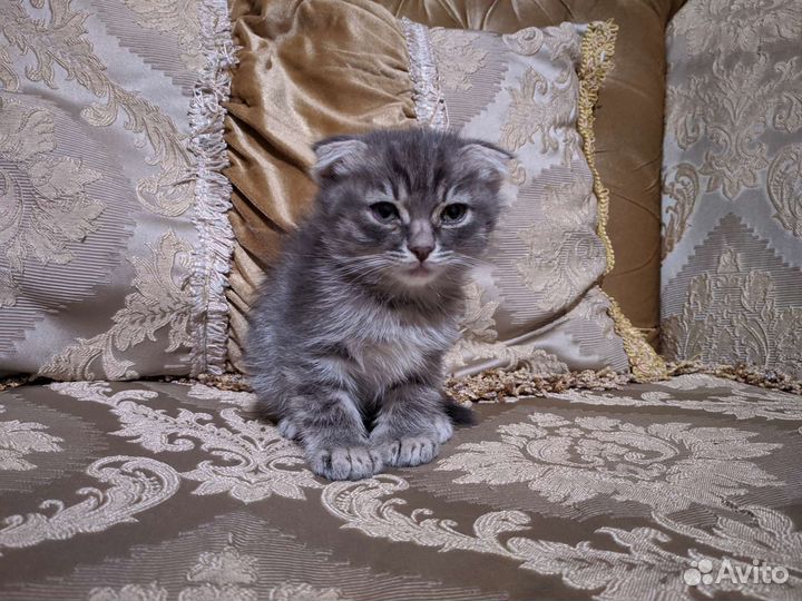 Котёнок девочка Бесплатно