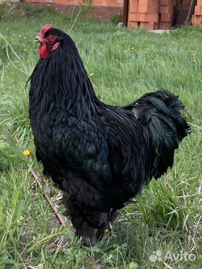 Петух брама