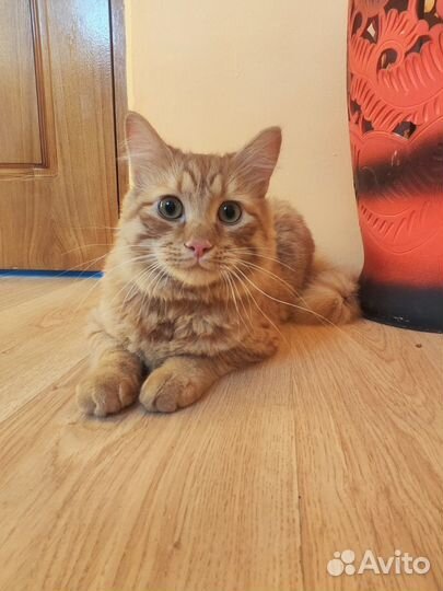 Симба пушистый рыжий кот в дар