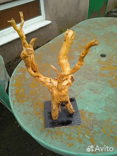Корень дерева
