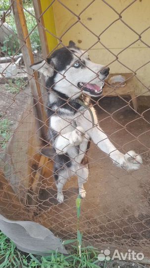 Собаки хаски