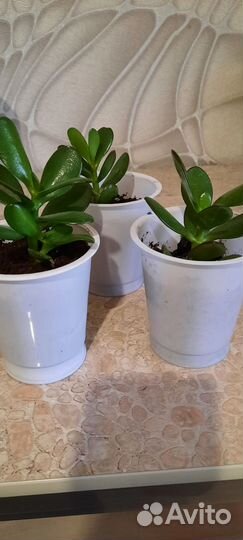 Толстянка, аихризон и душистая герань