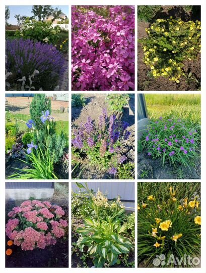 Многолетники для сада