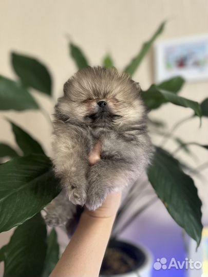 Померанский шпиц