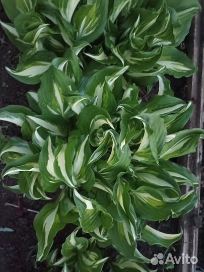 Хоста растение