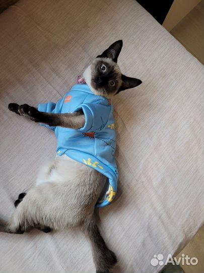 Тайская кошка
