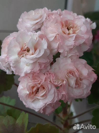 Пеларгония герань сортовая срезы