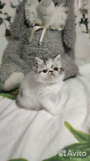 Экзотическая короткошерстная