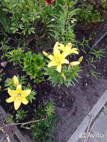 Многолетние цветы