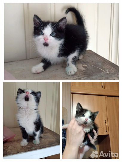 Котенок Гоша