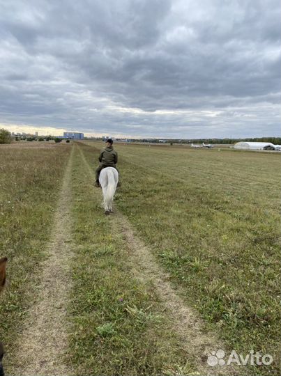 Прокат лошадей, конные прогулки