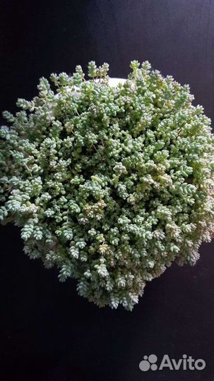 Суккулент Седум дасифиллюм (очиток)