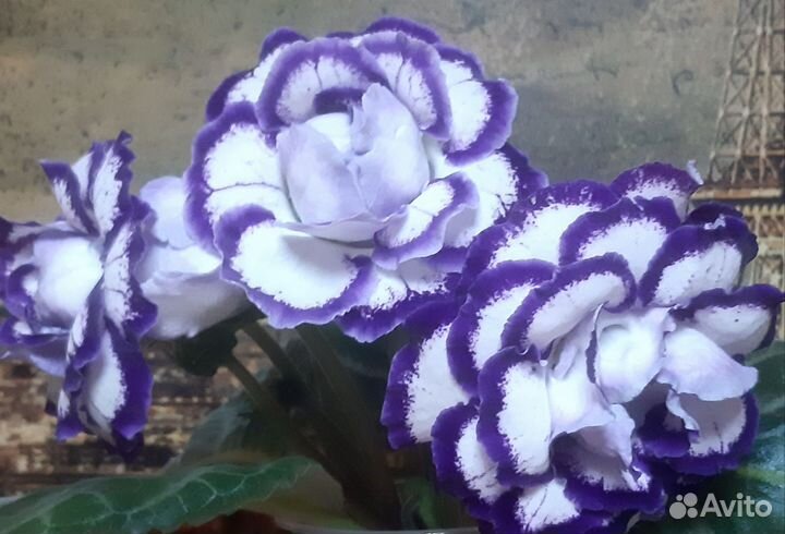 Глоксиния махровая