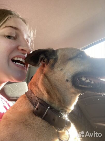 Зооняня, догситтер, кэтситтер